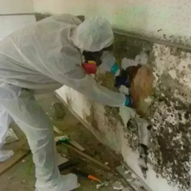 Mold Remediation and Removal in Rosaryville, MD